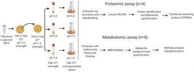 Skin-to-blood pH shift triggers metabolome and proteome global remodelling in Staphylococcus epidermidis